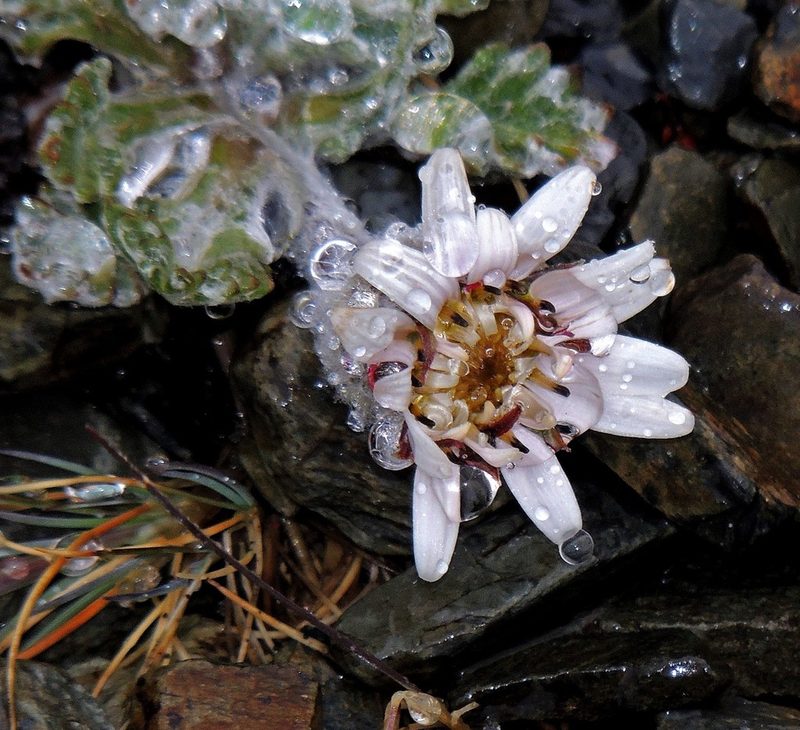Leucheria hahnii, photographed by Hugo Hulsberg