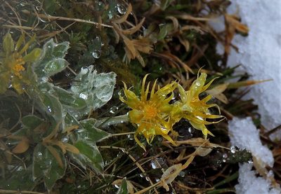 Hamadryas magellanica, photographed by Hugo Hulsberg