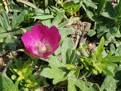 Callirhoe involucrata, photographed by Craig Martin