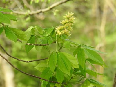 Aesculus glabra, photographed by Yann Kemper