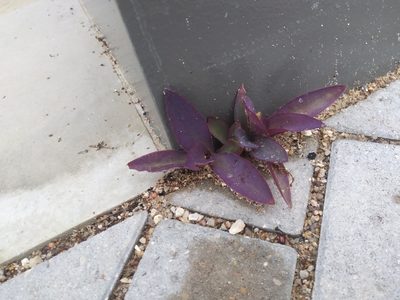 Tradescantia pallida, photographed by mixbass