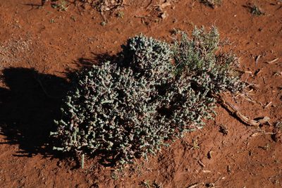 Ruschia grisea, photographed by Tony Rebelo