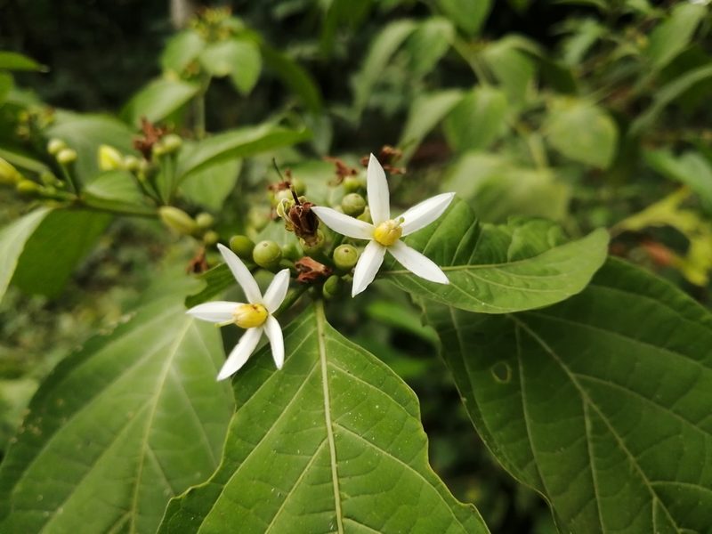 Lycianthes heteroclita, photographed by Miguel Angel Ramírez Guillermo
