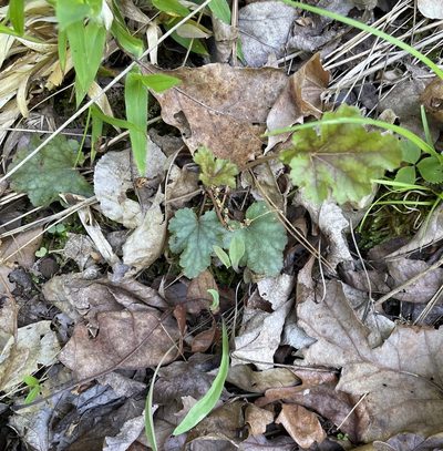 Heuchera caroliniana, photographed by Becky Dill