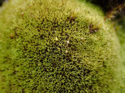 Grimmia torquata, photographed by Randal