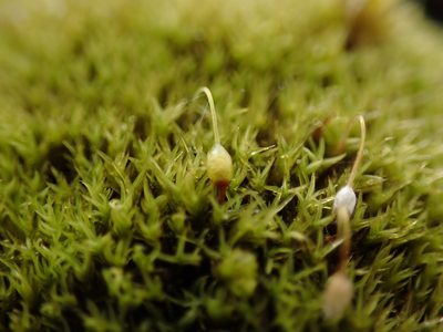 Grimmia torquata, photographed by Randal