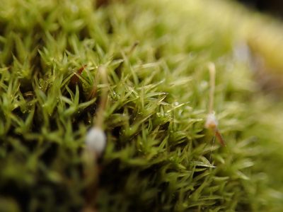 Grimmia torquata, photographed by Randal