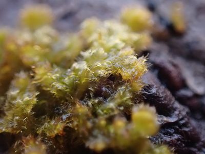 Ptilidium pulcherrimum, photographed by Randal