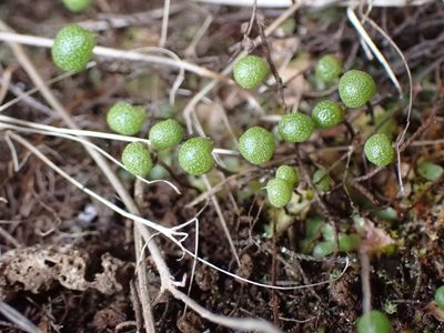 Mannia gracilis, photographed by Randal