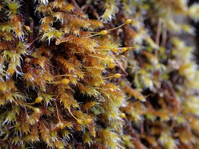 Pseudobraunia californica, photographed by Randal
