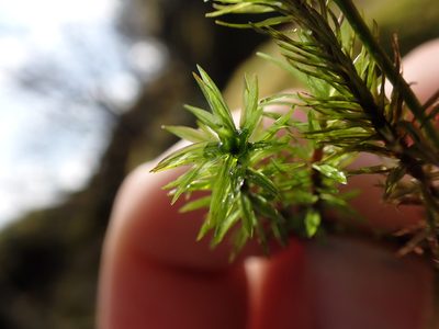 Timmia austriaca, photographed by Randal