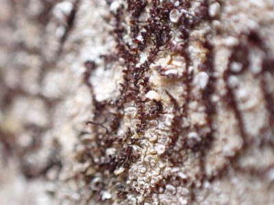 Frullania bolanderi, photographed by Randal