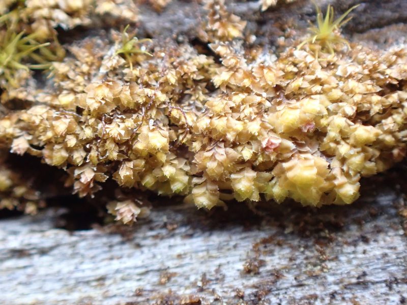 Scapania umbrosa, photographed by Randal