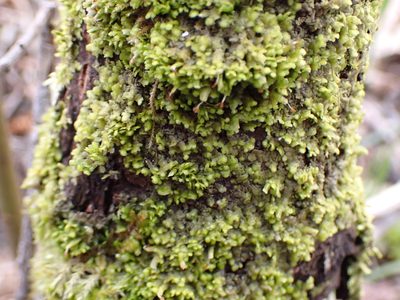 Radula complanata, photographed by Randal