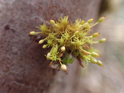 Orthotrichum pulchellum, photographed by Randal
