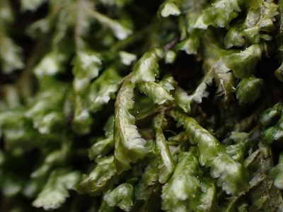 Homalia trichomanoides, photographed by Randal