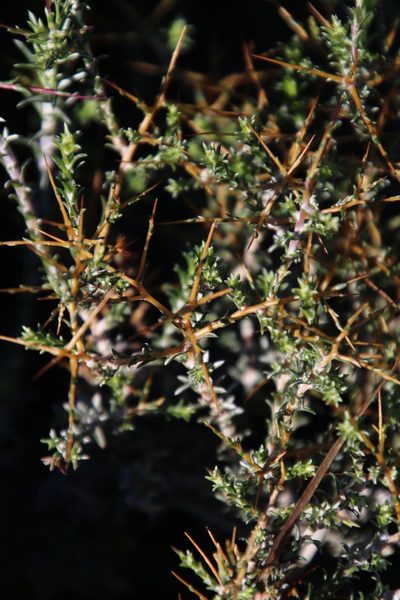 Pterothrix spinescens, photographed by Tony Rebelo