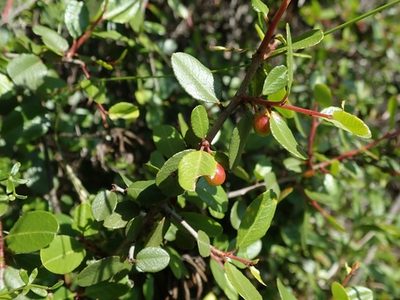 Rhamnus crocea, photographed by joergmlpts