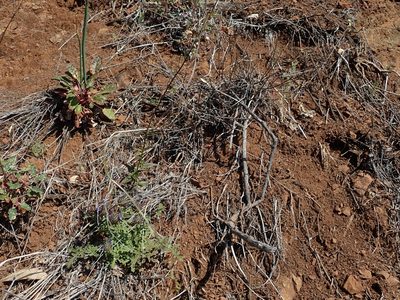 Neogaerrhinum strictum