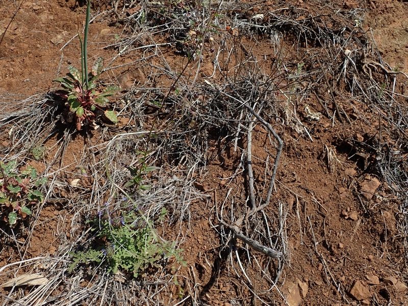 Neogaerrhinum strictum, photographed by joergmlpts