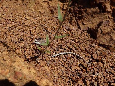 Streptanthus glandulosus