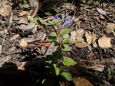 Scutellaria tuberosa, photographed by joergmlpts