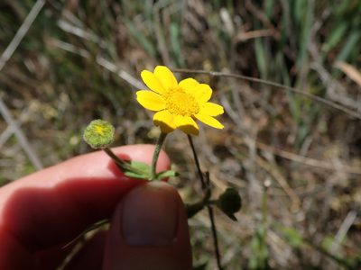 Monolopia gracilens, photographed by joergmlpts