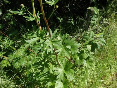 Delphinium californicum, photographed by joergmlpts