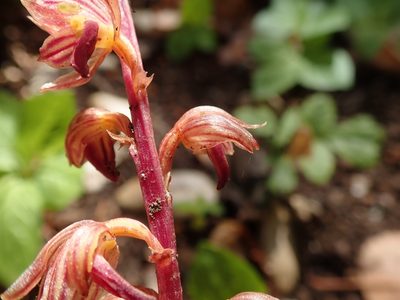 Corallorhiza striata, photographed by joergmlpts