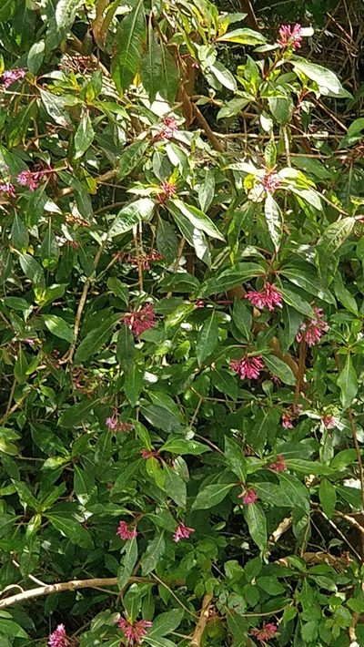 Fuchsia arborescens, photographed by Vítor Jorge