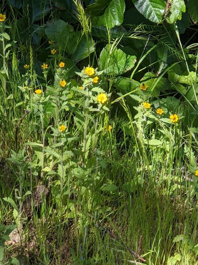 Layia hieracioides, photographed by joergmlpts