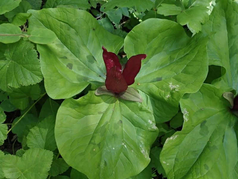 Trillium chloropetalum, photographed by joergmlpts