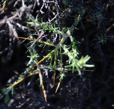 Pterothrix spinescens, photographed by Tony Rebelo
