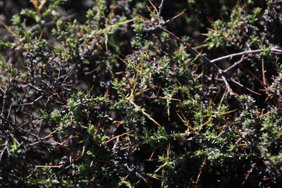 Pterothrix spinescens, photographed by Tony Rebelo