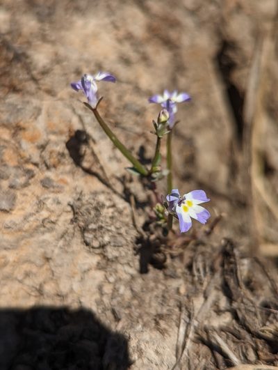 Downingia ornatissima, photographed by My-Lan Le
