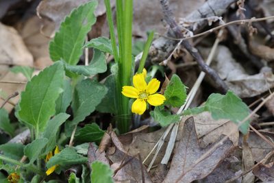 Chrysogonum virginianum, photographed by Kathy Richardson