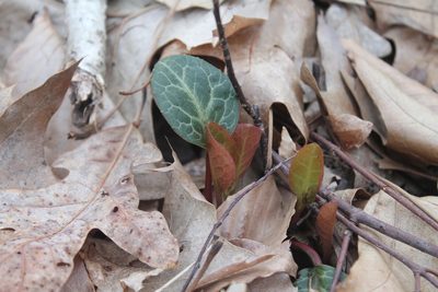 Pyrola americana, photographed by Violet T.