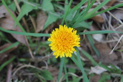 Taraxacum erythrospermum, photographed by Violet T.