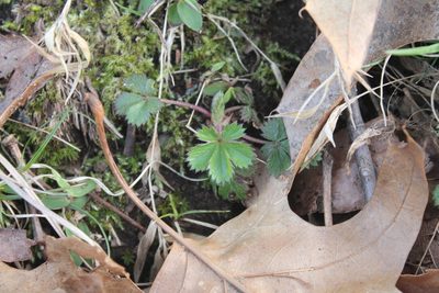 Potentilla canadensis, photographed by Violet T.