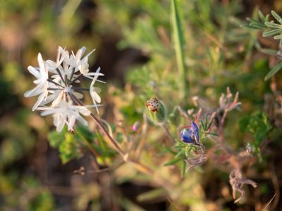 Achyrachaena mollis, photographed by Eugene Eric Kim