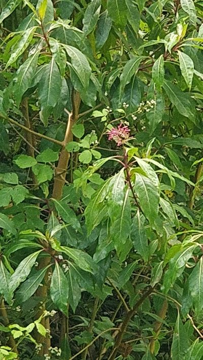 Fuchsia arborescens, photographed by Vítor Jorge