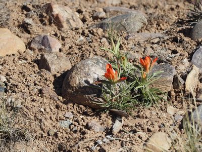 Castilleja integra, photographed by Maya Heubner