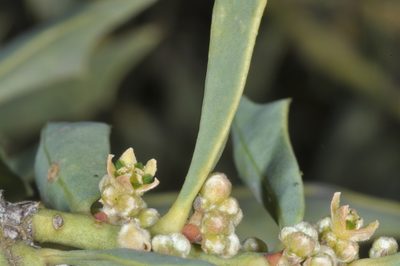 Jodina rhombifolia, photographed by aacocucci