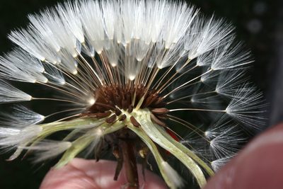 Taraxacum erythrospermum, photographed by Jeff Clark