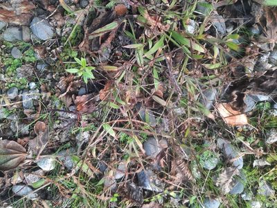 Digitaria sanguinalis, photographed by Alice Shanks