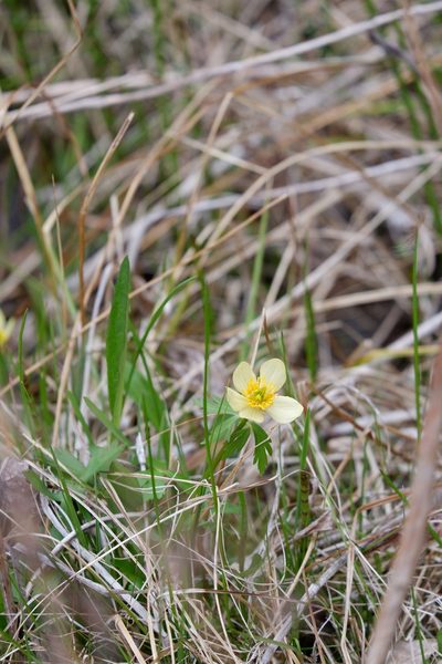Trollius laxus, photographed by Bonnie Semmling