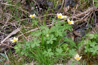 Trollius laxus, photographed by Bonnie Semmling