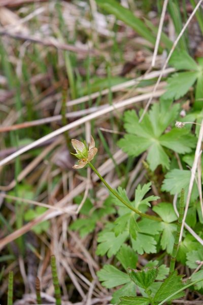 Trollius laxus, photographed by Bonnie Semmling