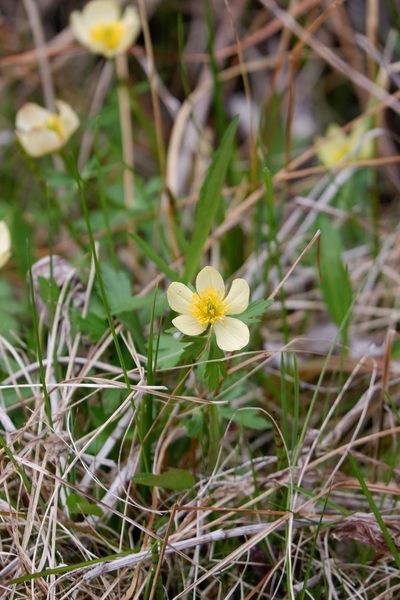 Trollius laxus, photographed by Bonnie Semmling