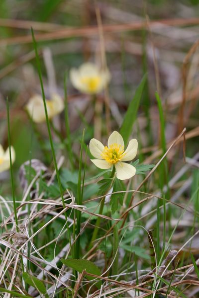Trollius laxus, photographed by Bonnie Semmling